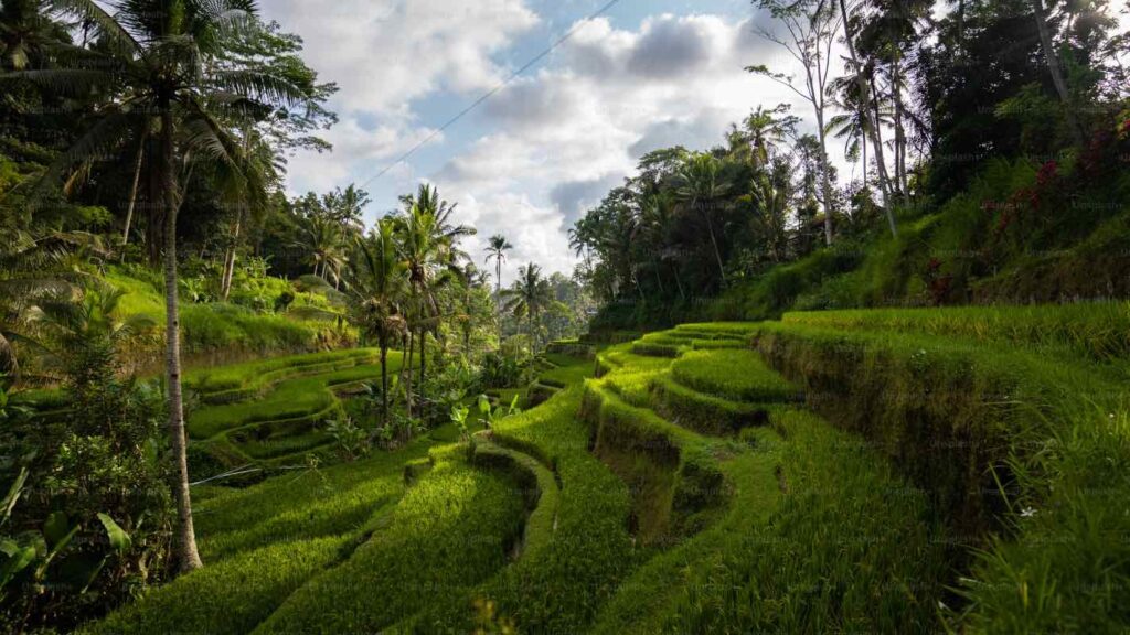 Ubud Bali